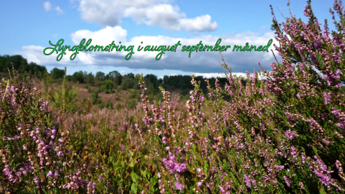 Lyngarealer