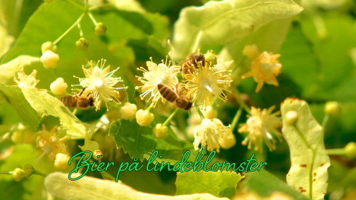Bienen auf Lindenbäumen